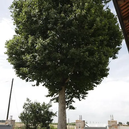 Rozafa * Caramagna Piemonte